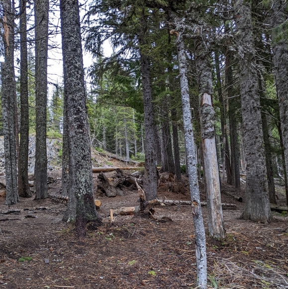 Rats - Picture 1 of 1